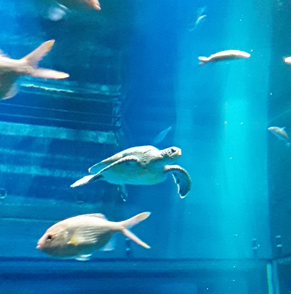 Meet your Posher, Jack - Picture 1 of 1